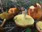 Rózsástövű fenyőtinóru (Suillus collinitus), Szigetmonostor